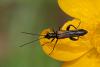 Oedemera pthysica